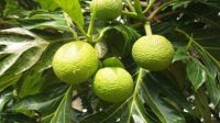 Japan funds Tonga&#039;s breadfruit industry