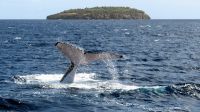 A humpback whale diving near one of the islands in the Vava&#039;u Group