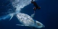 Fantastic beasts: have a whale of a time in Tonga
