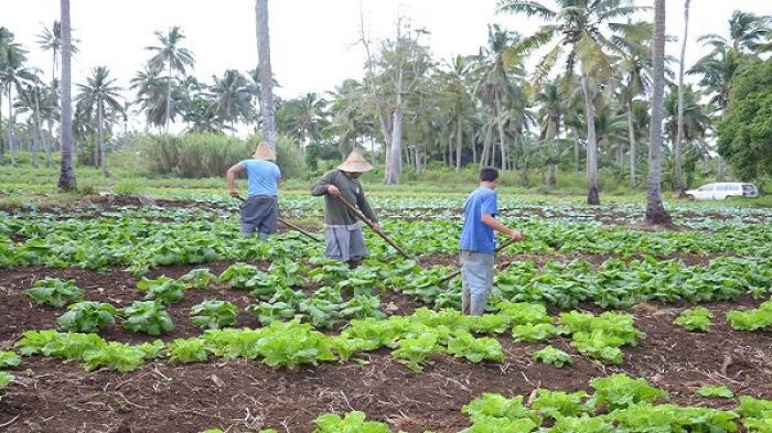 Vegetable garden in Tonga