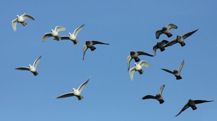 Fuifui he Taulanga (Birds [Hovering] Over the Harbour)