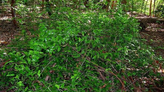 Tu‘u Fakaunga (Standing Partly Hidden)