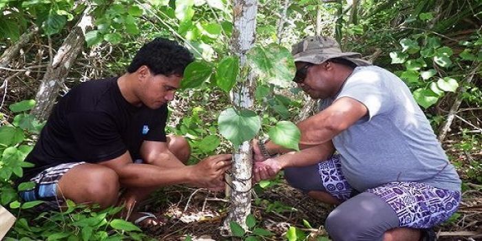 Rat bait is laid out in Tonga. Photo: RNZI