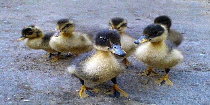 Ministry of Agriculture in Tonga hands out thousands of chicks and baby ducks