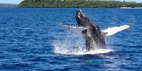 Whale-watching industry puts Tonga on world map