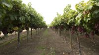 Western Australia Government has given the green Tongan workers