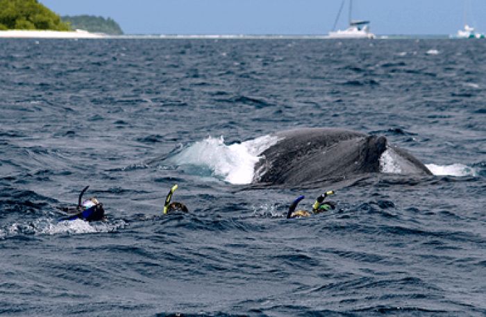 Update from Tourism Tonga