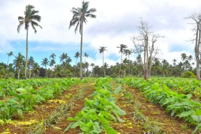 Tonga embarks on revolutionary agricultural path through Organic Learning Farms launch