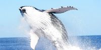 More licences will make whale watching in Vava&#039;u unsustainable