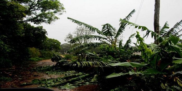 Tropical Cyclone Ula damaged bananas in Vava&#039;u