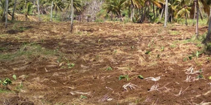 Drought declared in parts of Tonga as El Niño...